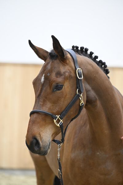QARRASCO VH NEERHOF Z - | Breeders.zangersheide.auction